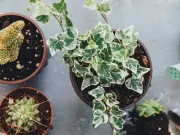 3 houseplants that absorb damp and mould in UK homes