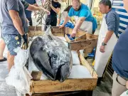 300kg Bluefin Tuna caught off Whitby sells for £5k to sushi restaurant