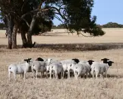 5,500 sheep worth $1.7m stolen from Queensland farm