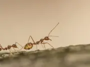 60-second autumn kitchen sink rule to keep ants out for free