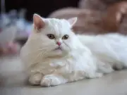 7 Cat Breeds Prone to Separation Anxiety and How to Help