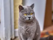 7 Cat Breeds Prone to Separation Anxiety When Left Alone