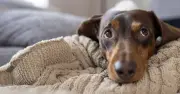 7 Low-Maintenance Dog Breeds Ideal for Busy Pet Lovers