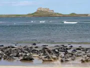 7 secluded Northumberland beaches to escape the crowds