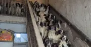 84 Dogs Found in Appalling Conditions at UK Home, Court Hears