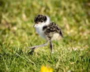 A Devoted Neighbour Reflects on the Plovers of Maroubra