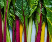 Adrian Chiles: My veg patch is a chard jungle and now it's chard for every meal