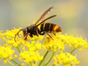 Asian hornet warning: pick up fallen fruit to deter invasive species