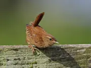 Attract wrens to your garden this autumn with one simple change