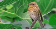 Attract wrens to your garden this autumn with simple habitat tips