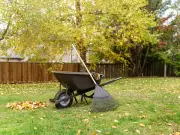 Autumn scarification task for thicker, healthier lawns
