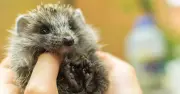 Baby hedgehogs need gardeners to leave one key item to survive this autumn
