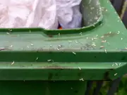 Binman shares simple trick to stop maggots in wheelie bins