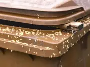 Binman's Simple Step to Stop Maggots in Wheelie Bin