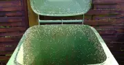 Binman's simple steps to stop maggots in wheelie bins