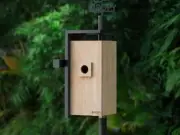 Birdfy Camera Review: Bringing Garden Wildlife Closer to Home