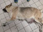 Bolton dog owners banned after pet left to suffer with tumour