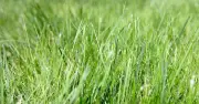 Boost Lawn Growth Naturally with Coffee Grounds This Autumn