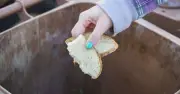 Bread and vinegar in wheelie bins: TikTok trick to stop maggots