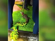 Caiman seized from semi-detached house in Hale, Greater Manchester
