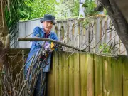 Can you cut a neighbour's overhanging tree branches? Lawyer explains the rules