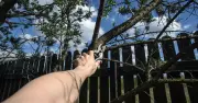Can you cut a neighbour's tree hanging into your garden? Lawyer explains the rules