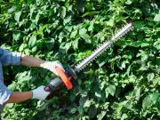 Can you cut neighbour's overhanging branches? UK law explained