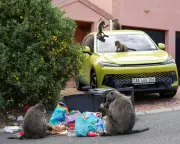 Cape Town to Remove Baboons as Conflict with Residents Escalates