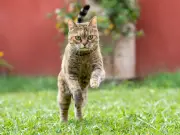 Cat Deterrent: Water Bottle Trick Stops Garden Fouling