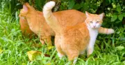 Cats will stop pooing in your garden if you leave 1 scrap household item on the ground