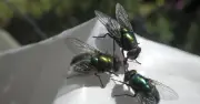 Cheap kitchen staple keeps flies away from wheelie bins