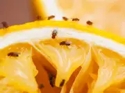 Chef shares DIY four-ingredient trap to banish fruit flies for good