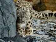 Chester Zoo changes 'child predator tour' ticket wording after online backlash