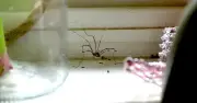 Common household item attracting spiders into homes, experts warn