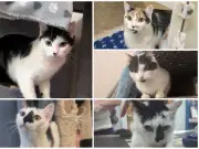 Consett couple banned for life after neglecting five cats