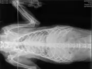 Consett man banned from keeping animals after dog found dead