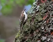 Country diary: Treecreeper thrives in mystery tree near Lewes woods
