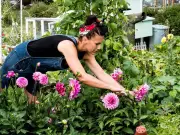 Deadhead dahlias in September for more autumn blooms, says RHS
