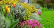 Divide herbaceous perennials now for years of garden life