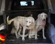 DNA database of UK dogs could help police solve crimes