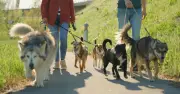 Dog expert reveals 3 breeds he would never own, including XL Bully