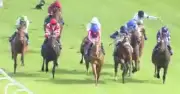 Dog invades Epsom track and almost crushed by horse during race