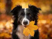 Dog owners told to follow essential September flea rule