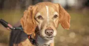 Dog owners urged to check pets' fur after every single walk in September