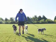 Dog owners warned over common mistake that could make pets 'invisible' to cars this autumn