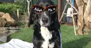 Dog spends 1,036 days in kennels watching others leave for happy homes