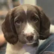 Dog stolen on walk reunited with owner 13 months later