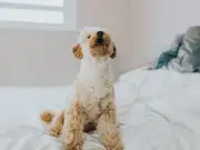 Dog trainer's 3 golden rules to stop your pet barking at 'absolutely nothing'