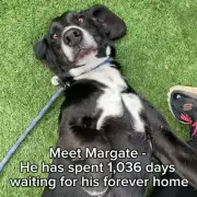 Dog waits 1,036 days in kennels for forever home