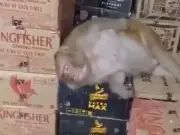 Drunk monkey breaks into off license and passes out on spirit bottles